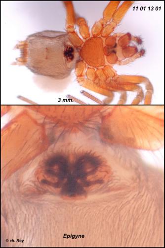 Réf. 66 989 : Antistea elegans