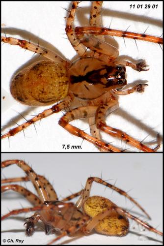 Réf. 66 216 : Metellina merianae