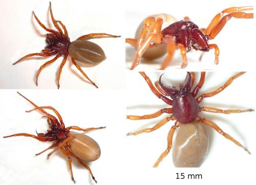 Dysdera crocata