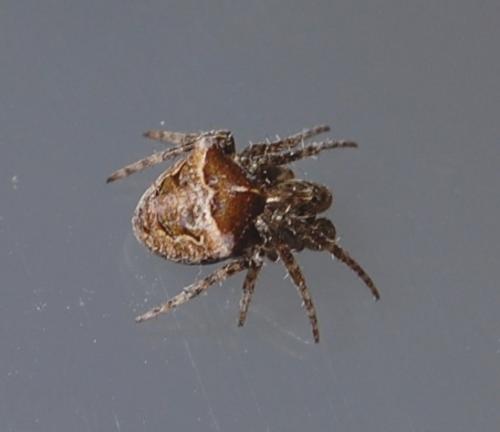 Gibbaranea bituberculata
