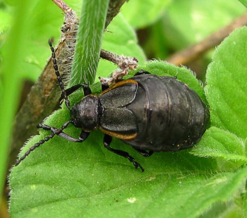Réf. 66 593 : Arima marginata