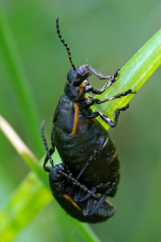 Réf. 66 590 : Arima marginata