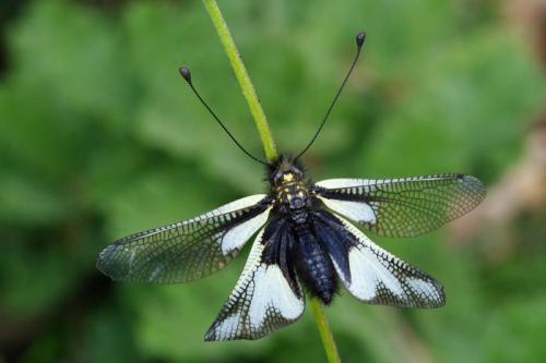 Réf. 66 044 : Libelloides coccajus