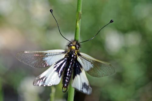 Libelloides lacteus