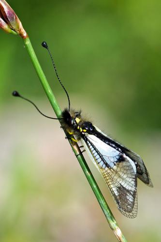 Libelloides lacteus