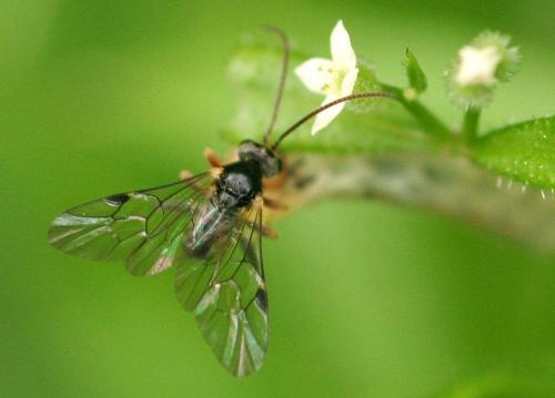 Réf. 66 416 : Tryphoninae inconnu
