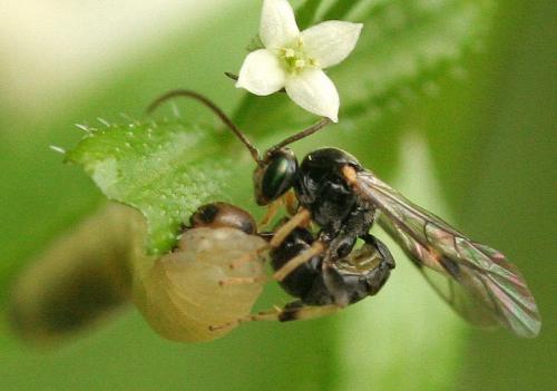 Réf. 66 415 : Tryphoninae inconnu
