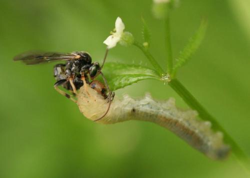 Réf. 66 414 : Tryphoninae inconnu
