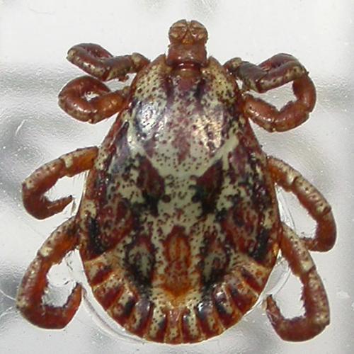 Dermacentor marginatus