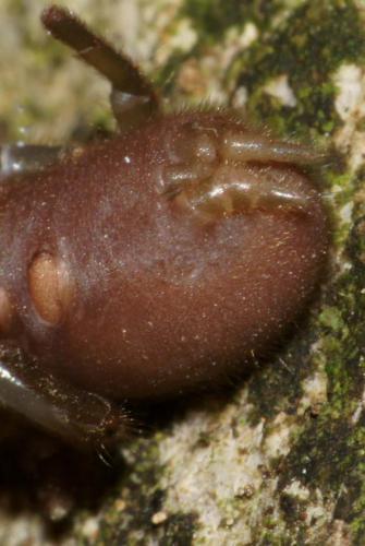 Atypus affinis