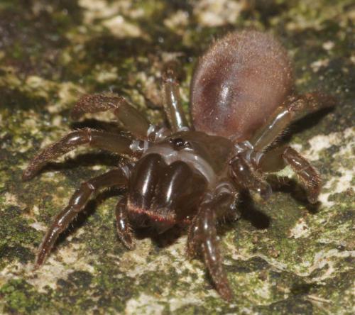 Atypus affinis