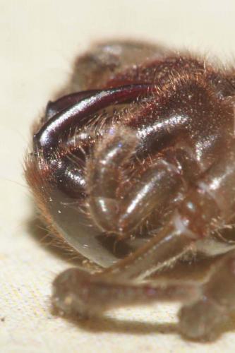 Atypus affinis
