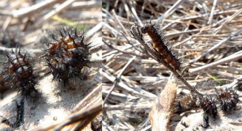 Euphydryas aurinia