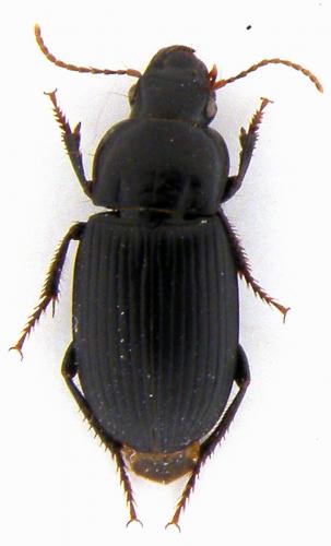 Harpalus serripes