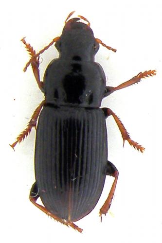 Harpalus attenuatus