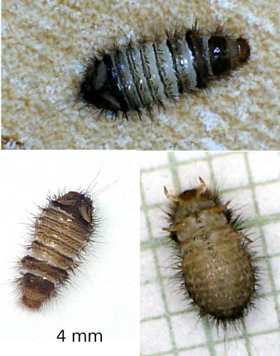 Anthrenus sp.