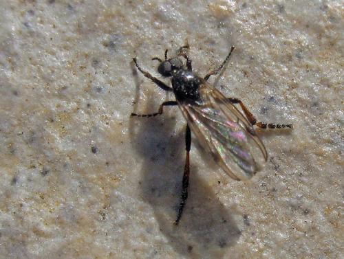 Bibio femoralis