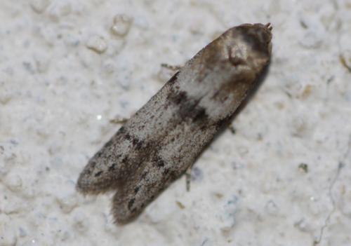 Blastobasis sp.