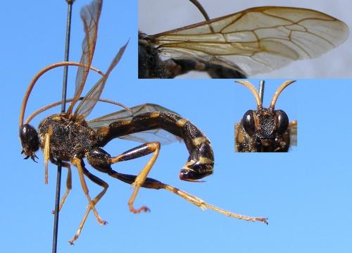 Metopius dentatus