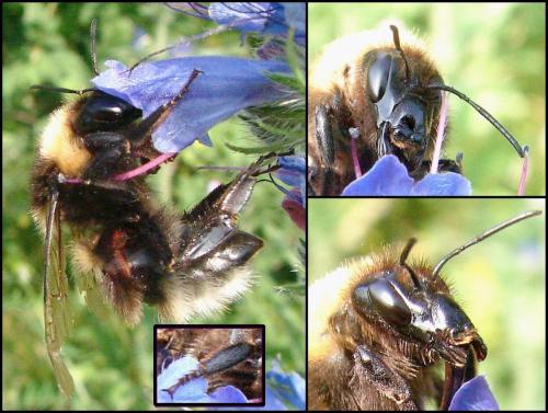 Réf. 66 091 : Bombus hortorum