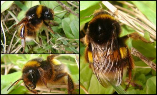 Réf. 66 048 : Bombus terrestris lusitanicus