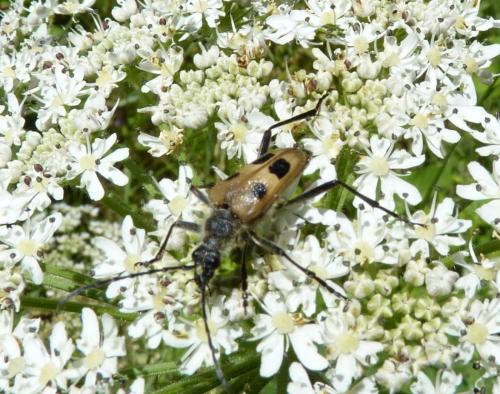 Réf. 66 076 : Pachyta quadrimaculata