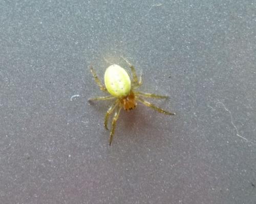 Araniella sp.