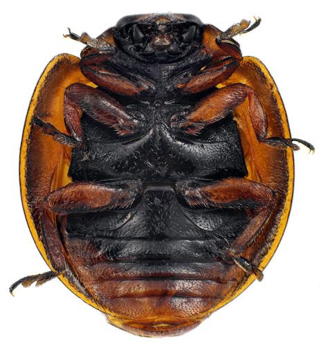 Réf. 66 034 : Exochomus quadripustulatus