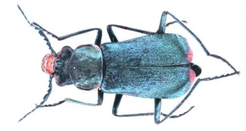 Ceratistes dentifrons