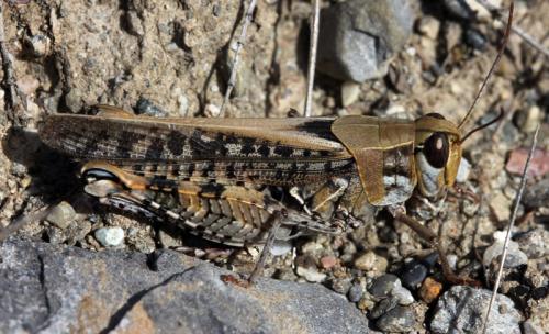 Calliptamus sp.