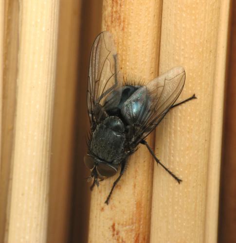 Calliphora vicina