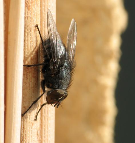 Calliphora vicina