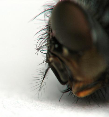 Réf. 66 118 : Calliphora vicina
