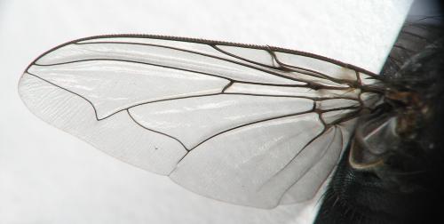 Calliphora vicina