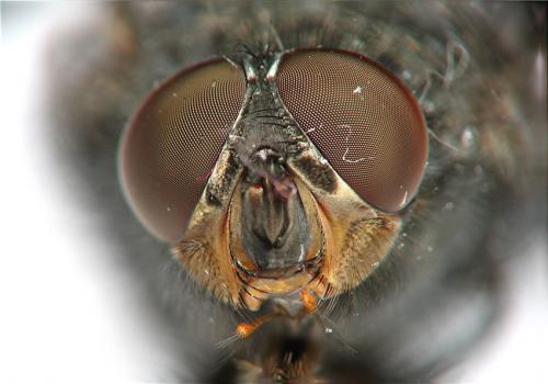 Réf. 66 119 : Calliphora vicina