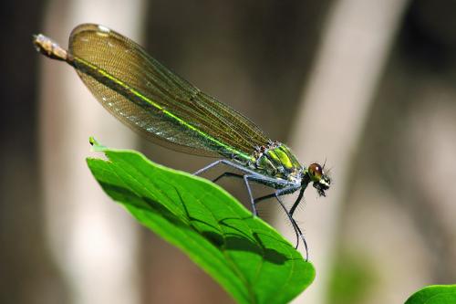 Calopteryx splendens