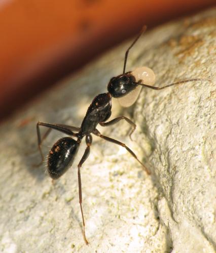 Réf. 66 663 : Camponotus aethiops
