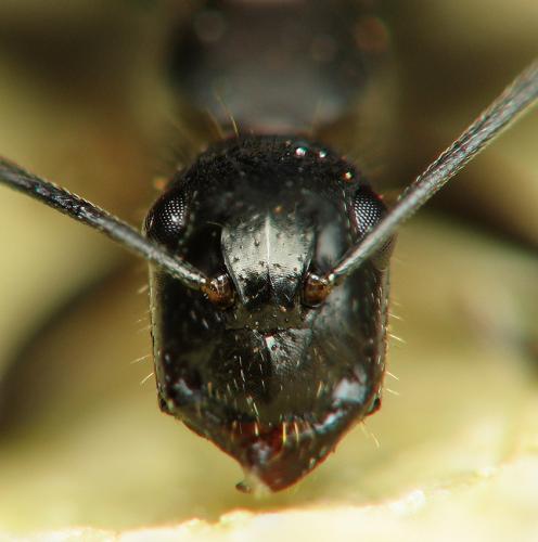 Réf. 66 664 : Camponotus aethiops
