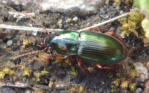 Réf. 66 109 : Harpalus affinis