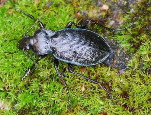 Réf. 66 597 : Carabus genei