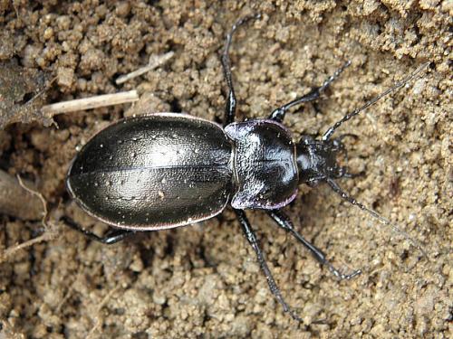 Carabus nemoralis