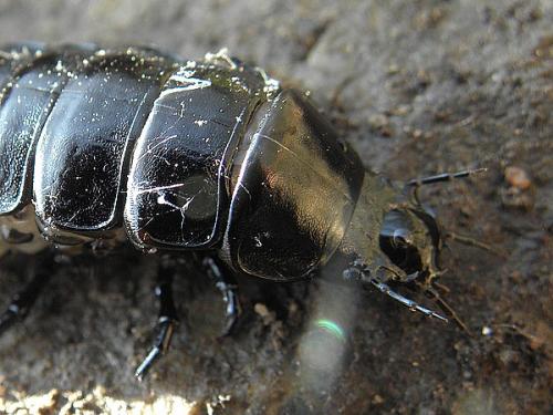 Carabus sp.