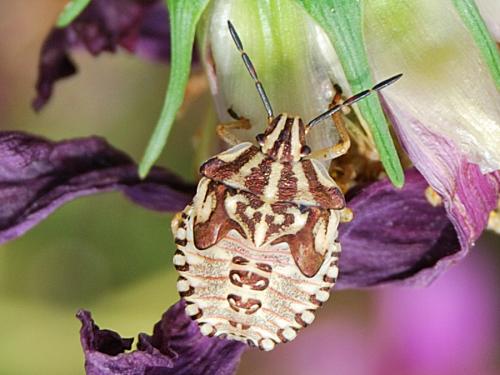 Carpocoris mediterraneus atlanticus