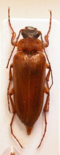 Cebrio corsicus