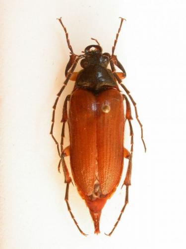 Cebrio gigas