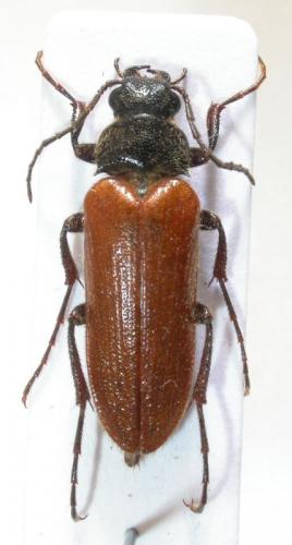 Réf. 66 598 : Cebrio strictus
