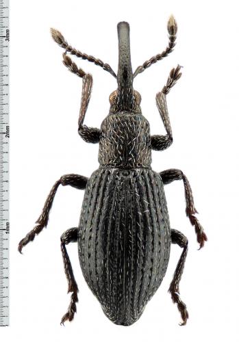Ceratapion penetrans