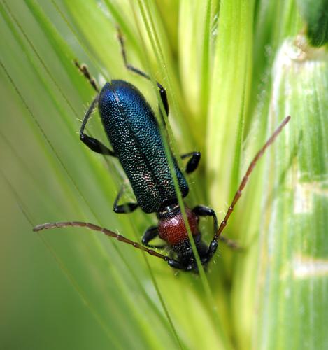 Certallum ebulinum