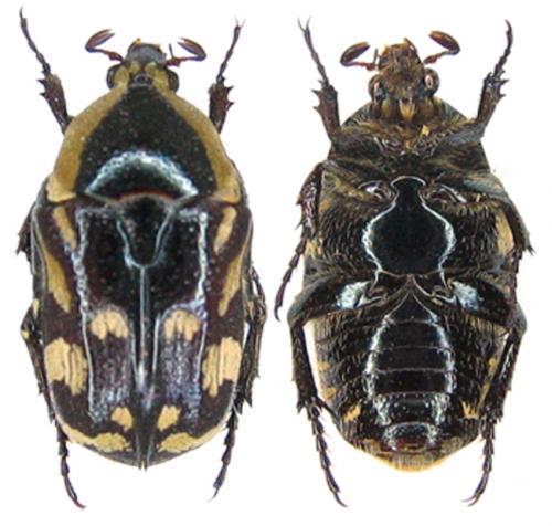 Stalagmosoma cynanki