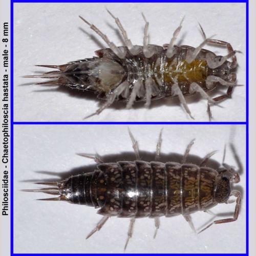 Chaetophiloscia hastata